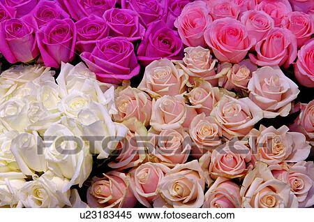 Roses in a variety of colors, full frame View Large Photo Image Stock Photography - Roses in a variety of colors, full frame. Fotosearch