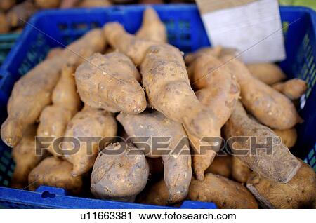 Sweet potatoes in a basket, on display View Large Photo Image Stock Image - Sweet potatoes in a basket, on display. Fotosearch