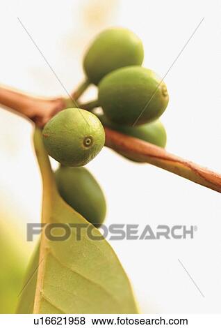 Stock Photo - beverage, cappuccino, caffeine, cafe, arrangement. Fotosearch