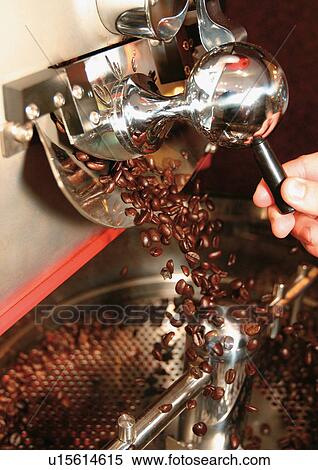 coffee beans, device, flavor, metal, cultivated, object, ingredient View Large Photo Image Stock Photography - coffee beans, device, flavor, metal, cultivated, object, ingredient. Fotosearch
