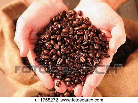 component, mature, organic, commodity, beans, caffeine View Large Photo Image Stock Image - component, mature, organic, commodity, beans, caffeine. Fotosearch
