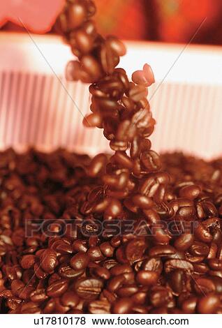 Stock Photo - ingredient, organic, seed, java, mature, bean, hot beverage. Fotosearch