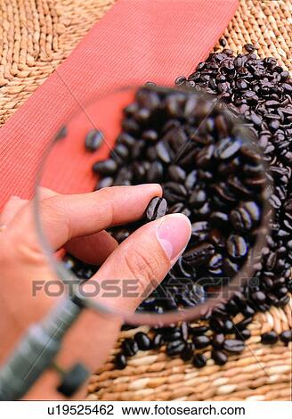 Stock Image - Beverage, Brown, Checking, Coffee Beans, Drink. Fotosearch