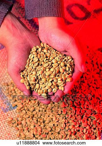 Picture - Human Hand, Coffee Beans, Sack, Indoor, Coffee, One Person. Fotosearch