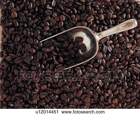 bean, beans, beverage View Large Photo Image Stock Image - bean, beans, beverage. Fotosearch