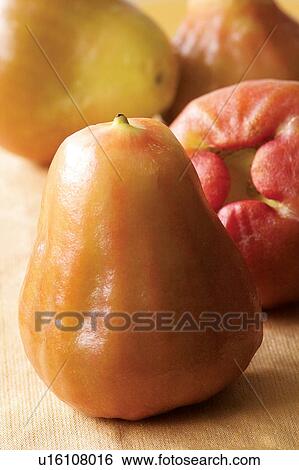 Stock Photograph - Cashew Fruit, Close-Up, Fresh, Fruit, Group Of Objects. Fotosearch