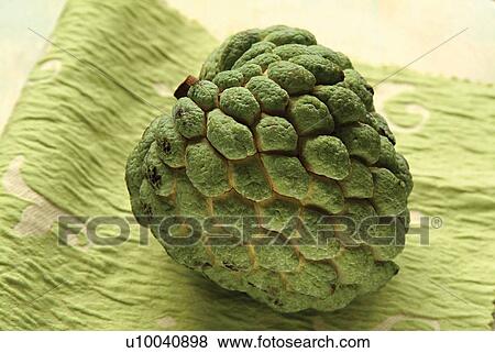 Stock Photo - Close-Up, Custard Apple, Fresh, Fruit, Green. Fotosearch