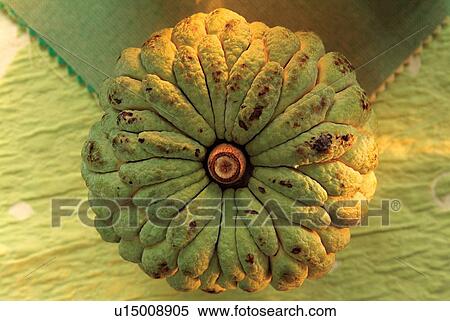 Stock Photography - Close-Up, Custard Apple, Fresh, Fruit, Green. Fotosearch