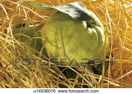 Stock Photograph - Close-Up, Day, Dry, Fresh, Fruit. Fotosearch