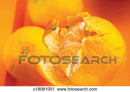 Close-Up, Fresh, Fruit, Health View Large Photo Image Stock Image - Close-Up, Fresh, Fruit, Health. Fotosearch