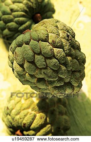 Stock Photo - Fresh, Mexican Culture, Custard Apple, Green, Freshness. Fotosearch
