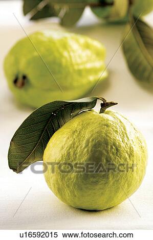 Health, Guava, Fruit, Fruits, Food And Drink, Healthy Eating, Indoor View Large Photo Image Stock Photography - Health, Guava, Fruit, Fruits, Food And Drink, Healthy Eating, Indoor. Fotosearch