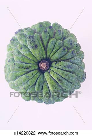 food, fruit, green View Large Photo Image Stock Image - food, fruit, green. Fotosearch