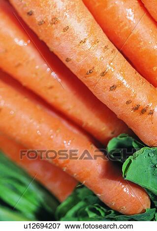 Stock Photo - food, vegetable, carrot. Fotosearch