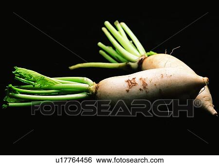 food, vegetable, radish, shadow View Large Photo Image Stock Photograph - food, vegetable, radish, shadow. Fotosearch