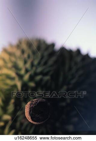fruit, durian, light, shadow, food View Large Photo Image Stock Photography - fruit, durian, light, shadow, food. Fotosearch