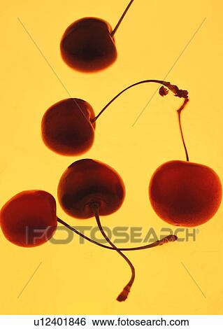 fruit, food, cherry View Large Photo Image Stock Photograph - fruit, food, cherry. Fotosearch