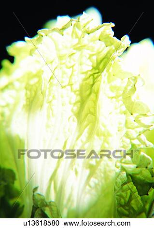 vegetable, Chinese cabbage, food View Large Photo Image Stock Image - vegetable, Chinese cabbage, food. Fotosearch
