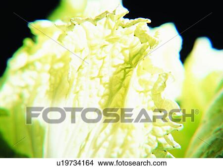 vegetable, food, Chinese cabbage View Large Photo Image Picture - vegetable, food, Chinese cabbage. Fotosearch