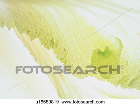 vegetable, food, Chinese cabbage View Large Photo Image Stock Photo - vegetable, food, Chinese cabbage. Fotosearch