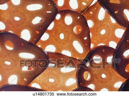 vegetable, food, lotus root View Large Photo Image Stock Photography - vegetable, food, lotus root. Fotosearch