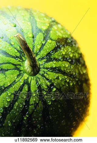 watermelon, food, fruit, water drop View Large Photo Image Stock Photo - watermelon, food, fruit, water drop. Fotosearch