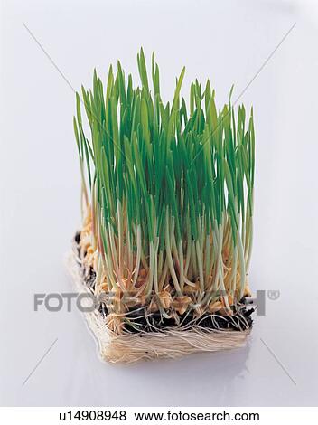 Stock Photo - grass, indoor, saplings. Fotosearch
