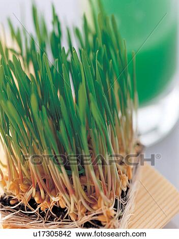 Stock Image - green, plant life, growth, saplings. Fotosearch