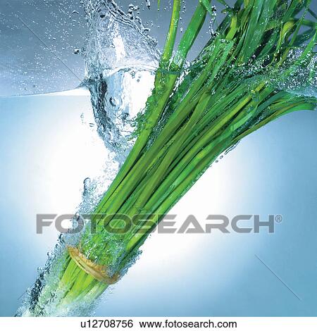 Stock Photograph - fall, liquid, stalk, herb, edible, spring onions, vegetation. Fotosearch