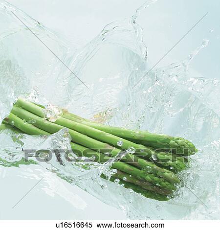 Stock Photography - fall, water, asparagus, fresh, liquid, hit. Fotosearch
