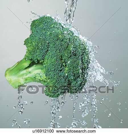 Stock Image - fresh, water, food, underwater, indoor, herb. Fotosearch