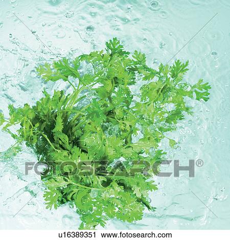 Stock Image - hit, food, food stuff, droplet, herb. Fotosearch