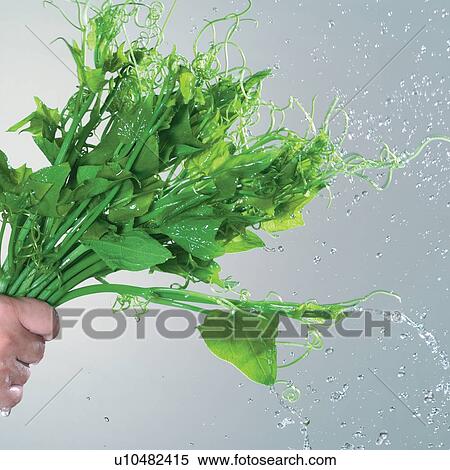 Stock Photography - mature, growth, liquid, nutrition, ingredients. Fotosearch