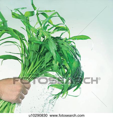 Stock Image - square, bamboo shoot, close-up, droplet. Fotosearch