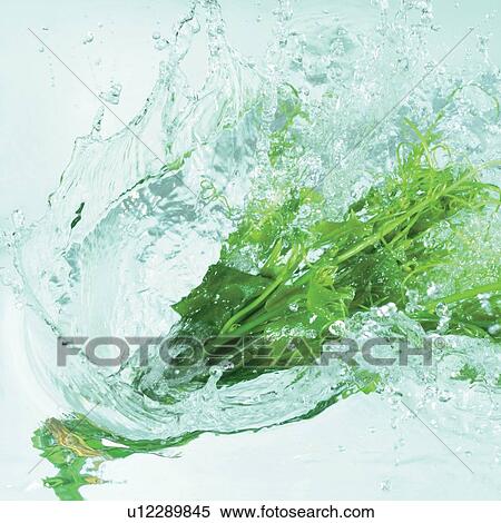 square, close-up, coriander, droplet View Large Photo Image Stock Photography - square, close-up, coriander, droplet. Fotosearch