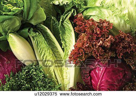 Cabbage, Food And Drink, Vegetables, Green, Edible View Large Photo Image Stock Photography - Cabbage, Food And Drink, Vegetables, Green, Edible. Fotosearch