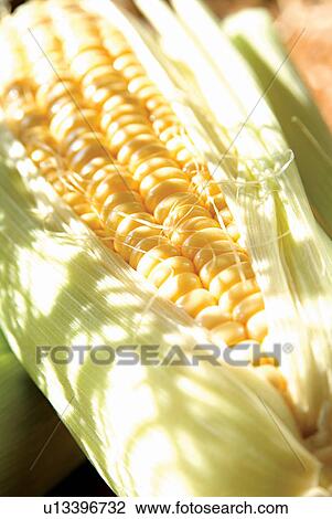 Close-Up, Corn, Day, Eatable, Edible View Large Photo Image Stock Image - Close-Up, Corn, Day, Eatable, Edible. Fotosearch