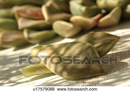 Close-Up, Day, Eatable, Edible, Focus On Foreground View Large Photo Image Stock Photo - Close-Up, Day, Eatable, Edible, Focus On Foreground. Fotosearch