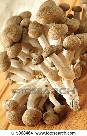Close-Up, Eatable, Edible, Edible Mushroom, Food View Large Photo Image Picture - Close-Up, Eatable, Edible, Edible Mushroom, Food. Fotosearch