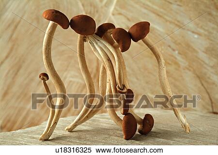 Stock Photography - Close-Up, Eatable, Edible, Edible Mushroom, Food. Fotosearch
