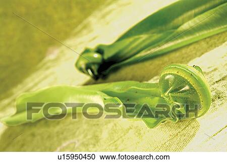 Close-Up, Eatable, Edible, Food, Fresh View Large Photo Image Stock Image - Close-Up, Eatable, Edible, Food, Fresh. Fotosearch