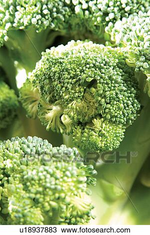 Close-Up, Fresh, Outdoor, Eatable, Edible View Large Photo Image Stock Image - Close-Up, Fresh, Outdoor, Eatable, Edible. Fotosearch