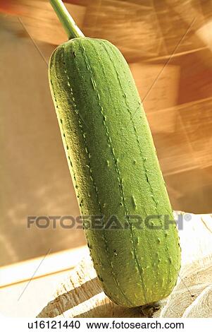 Edible, Eatable, Still Life, Gourd View Large Photo Image Stock Image - Edible, Eatable, Still Life, Gourd. Fotosearch