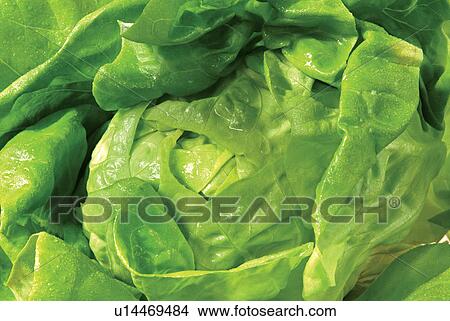 Edible, Food And Drink, Full Frame, Vegetables, Leaf View Large Photo Image Picture - Edible, Food And Drink, Full Frame, Vegetables, Leaf. Fotosearch