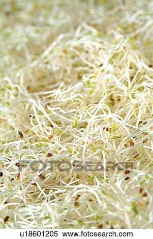 Edible, Healthy Eating, Food, Close-Up, Fresh View Large Photo Image Stock Photography - Edible, Healthy Eating, Food, Close-Up, Fresh. Fotosearch