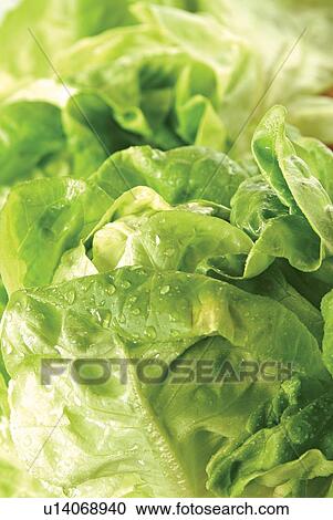 Stock Image - Food And Drink, Food, Fresh, Healthy Eating, Leaf. Fotosearch
