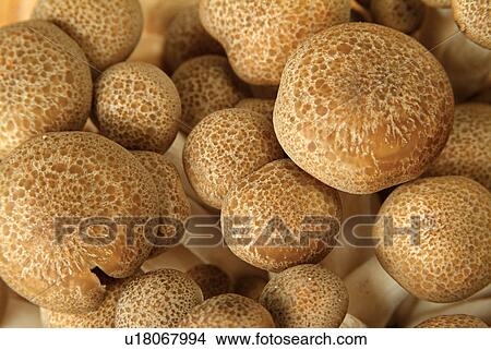Food, Group Of Objects, Mushroom, Still Life, Fresh, Vegetables View Large Photo Image Picture - Food, Group Of Objects, Mushroom, Still Life, Fresh, Vegetables. Fotosearch