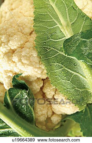 Full Frame, Edible, Leaf, Food And Drink, Green, Eatable View Large Photo Image Stock Photo - Full Frame, Edible, Leaf, Food And Drink, Green, Eatable. Fotosearch