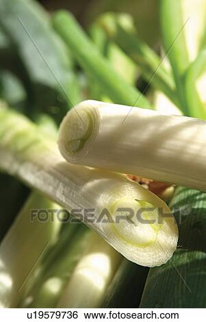 Stock Photograph - Green, Eatable, Sunlight, Group Of Objects, Fresh. Fotosearch