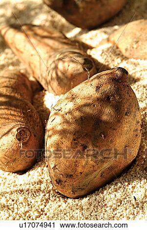 Raw, Outdoor, Sunlight, Food, Vegetable, Edible, Eatable View Large Photo Image Stock Image - Raw, Outdoor, Sunlight, Food, Vegetable, Edible, Eatable. Fotosearch
